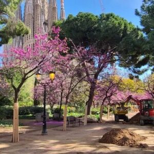 OSERMA inicia la renovación del sistema de riego en la Plaça Sagrada Família de Barcelona